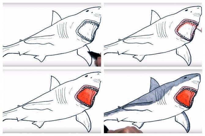 Как нарисовать акулу поэтапно карандашом - пошаговая инструкция с фото и описанием