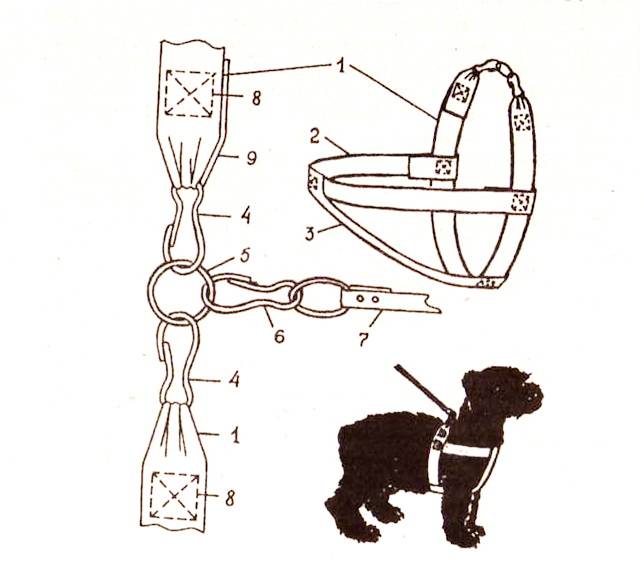 Как одевать на собаку шлейку: пошаговая инструкция и полезные советы