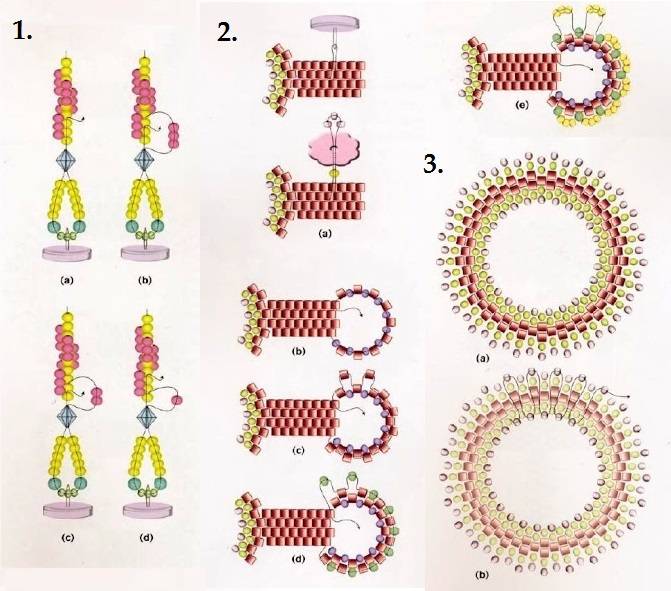 Схемы для бисера плетения для начинающих колец
