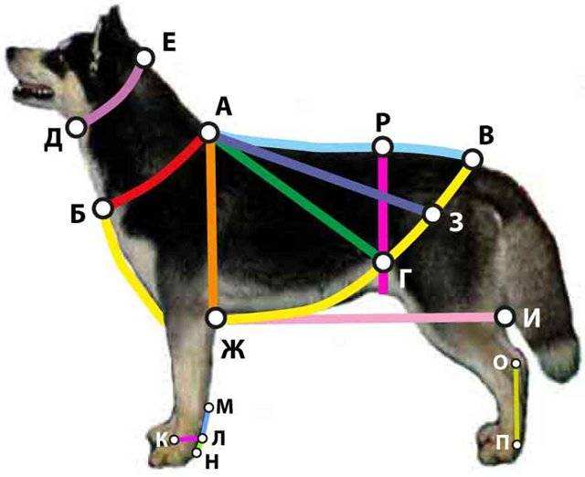 Как измерить собаку для шлейки фото