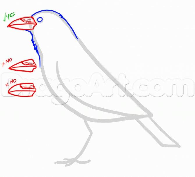Как нарисовать орла поэтапно карандашом легко и просто