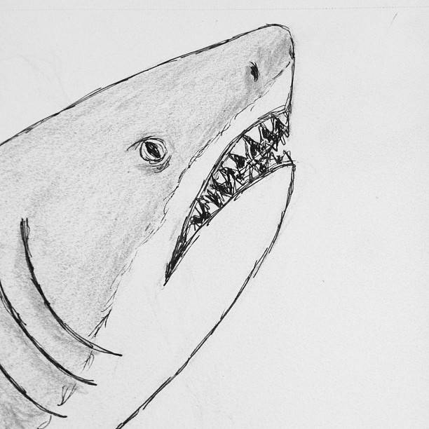 Как нарисовать акулу: поэтапный мастер-класс по рисованию своими руками