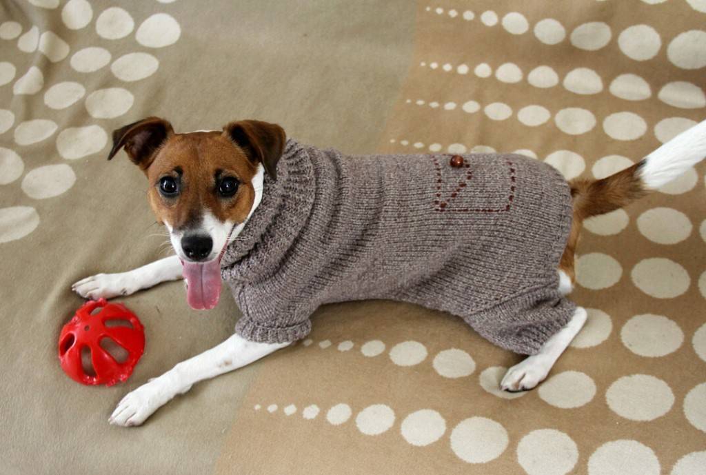 Утепляем питомца — вяжем одежду для собаки своими руками