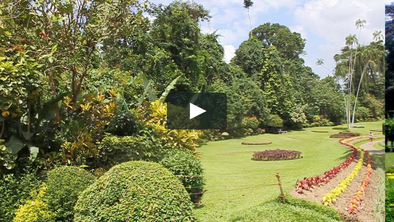 Королевский ботанический сад (royal botanical gardens). перадения, канди