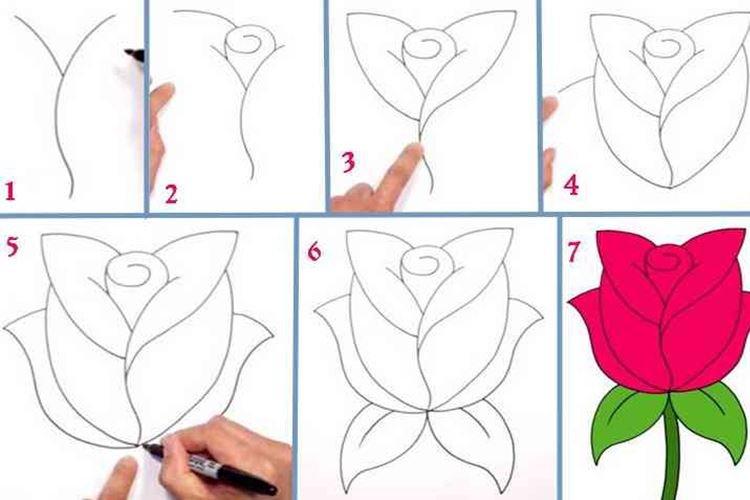 Как нарисовать розу – 3 способа для детей поэтапно