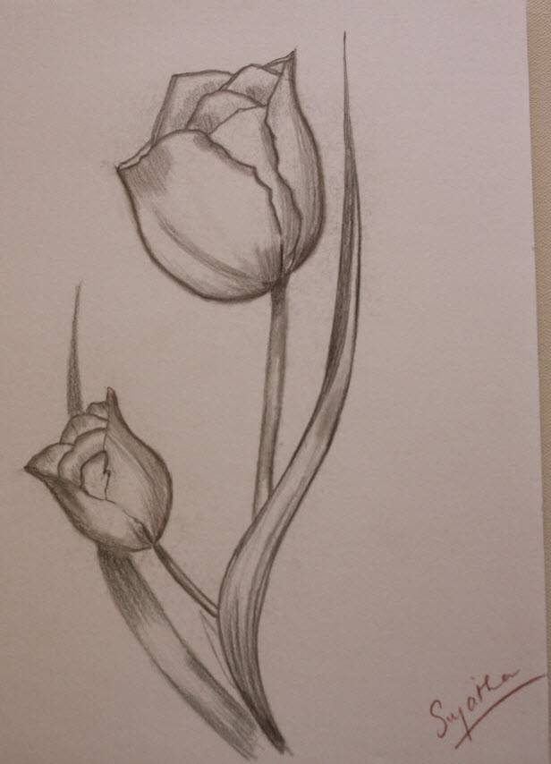 Как нарисовать тюльпан поэтапно карандашом (53 фото) - легкие мастер-классы по рисованию тюльпанов