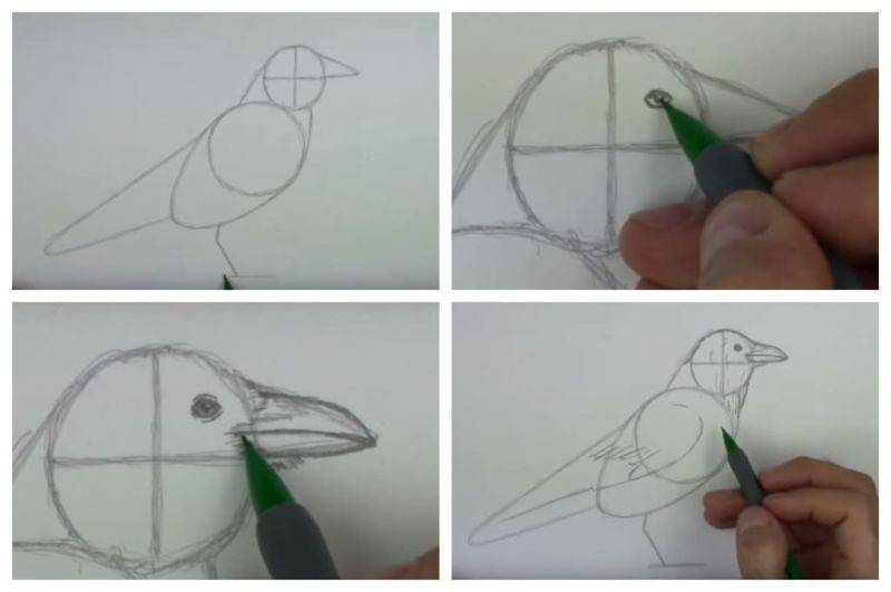 Нарисовать ворона карандашом для детей - 94 фото
