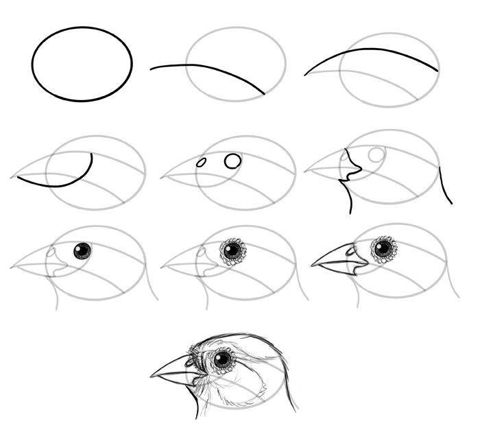 Как нарисовать сову поэтапно карандашом