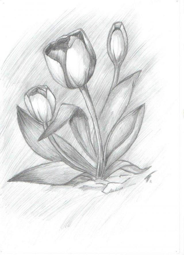 Как поэтапно рисовать тюльпаны – как нарисовать тюльпаны. тюльпан или букет уроки рисования для начинающих, мультики, раскраски.