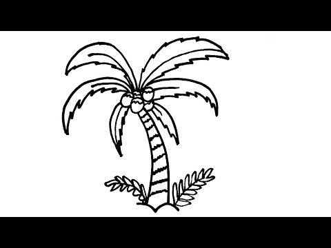Как нарисовать пальму | drawingforall.ru