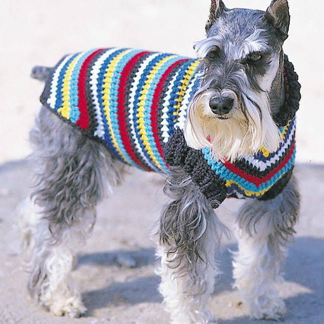 Вязание одежды для той-терьера и других собак мелких пород спицами и крючком: как связать комбинезон или свитер?