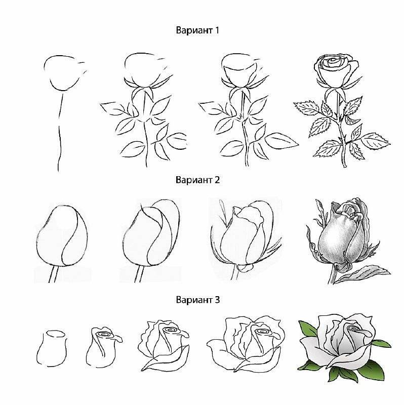 Как нарисовать розу карандашом? урок для детей