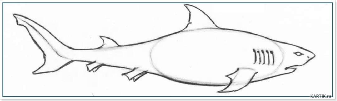 Как легко нарисовать акулу — рекомендации начинающим художникам