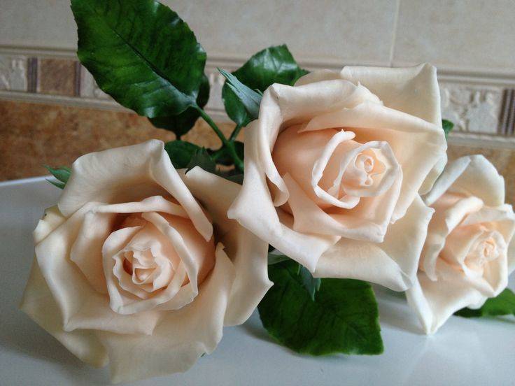 Мастер класс по холодному фарфору: розы для начинающих без варки