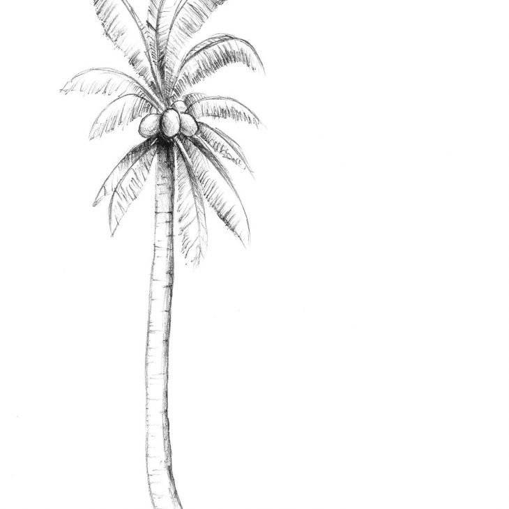Нарисовать пальму поэтапно, как нарисовать пальму карандашом