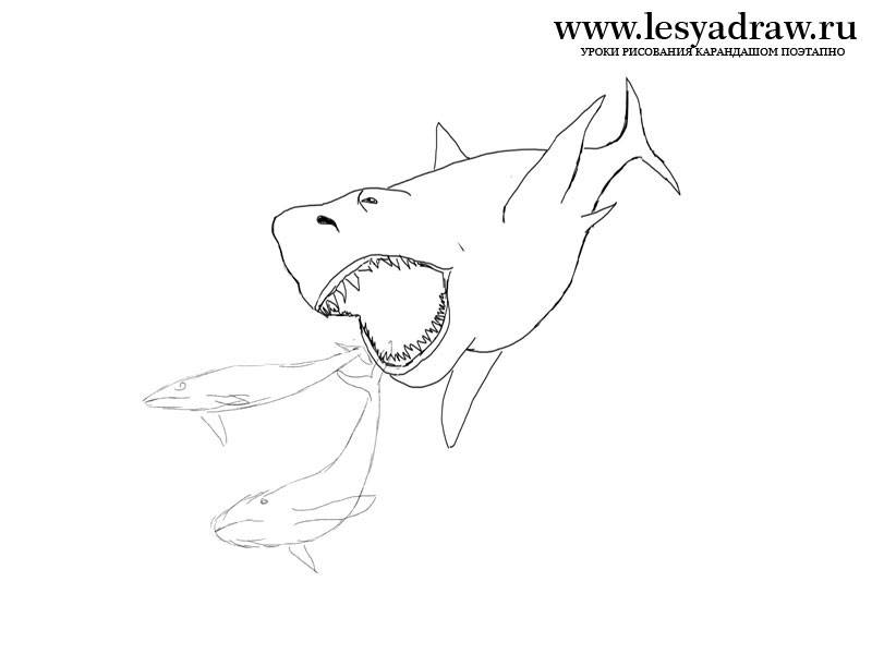 Как нарисовать акулу карандашом — поэтапные схемы создания рисунка. легкие и простые идеи, картинки для детей