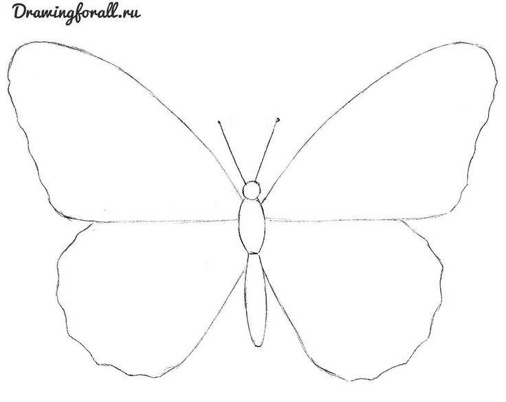 Как нарисовать бабочку поэтапно — карандашом или красками