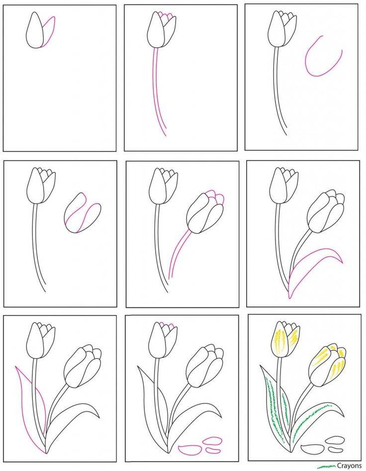 ✅ как нарисовать красивые тюльпаны. как нарисовать тюльпан карандашом поэтапно - paruslife.ru