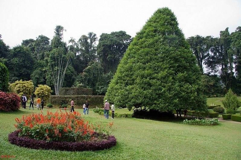 Королевский ботанический сад (royal botanical gardens). перадения, канди