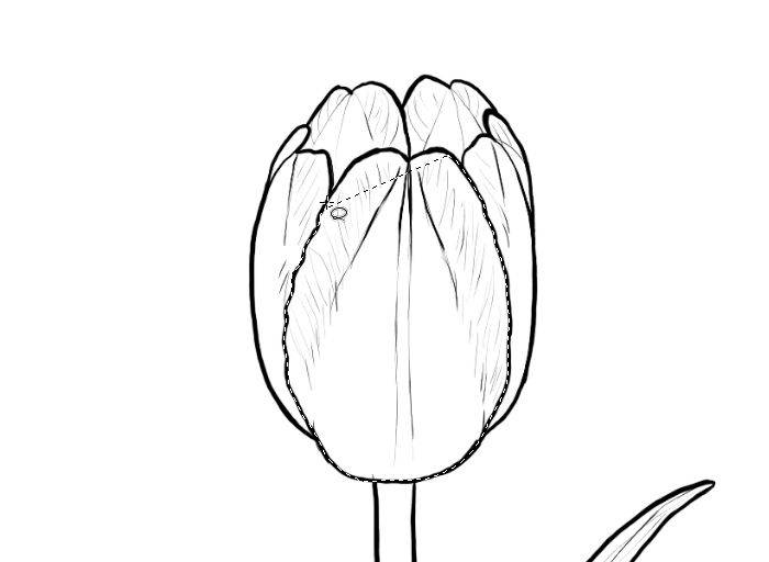 Как нарисовать красивые тюльпаны. как нарисовать тюльпан карандашом поэтапно