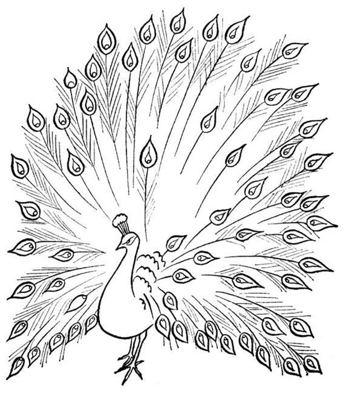 Нарисовать орла карандашом: летящий, степной и двуглавый орёл, рисунки (голова, хвост, когти) для начинающих, видео мастер-класса