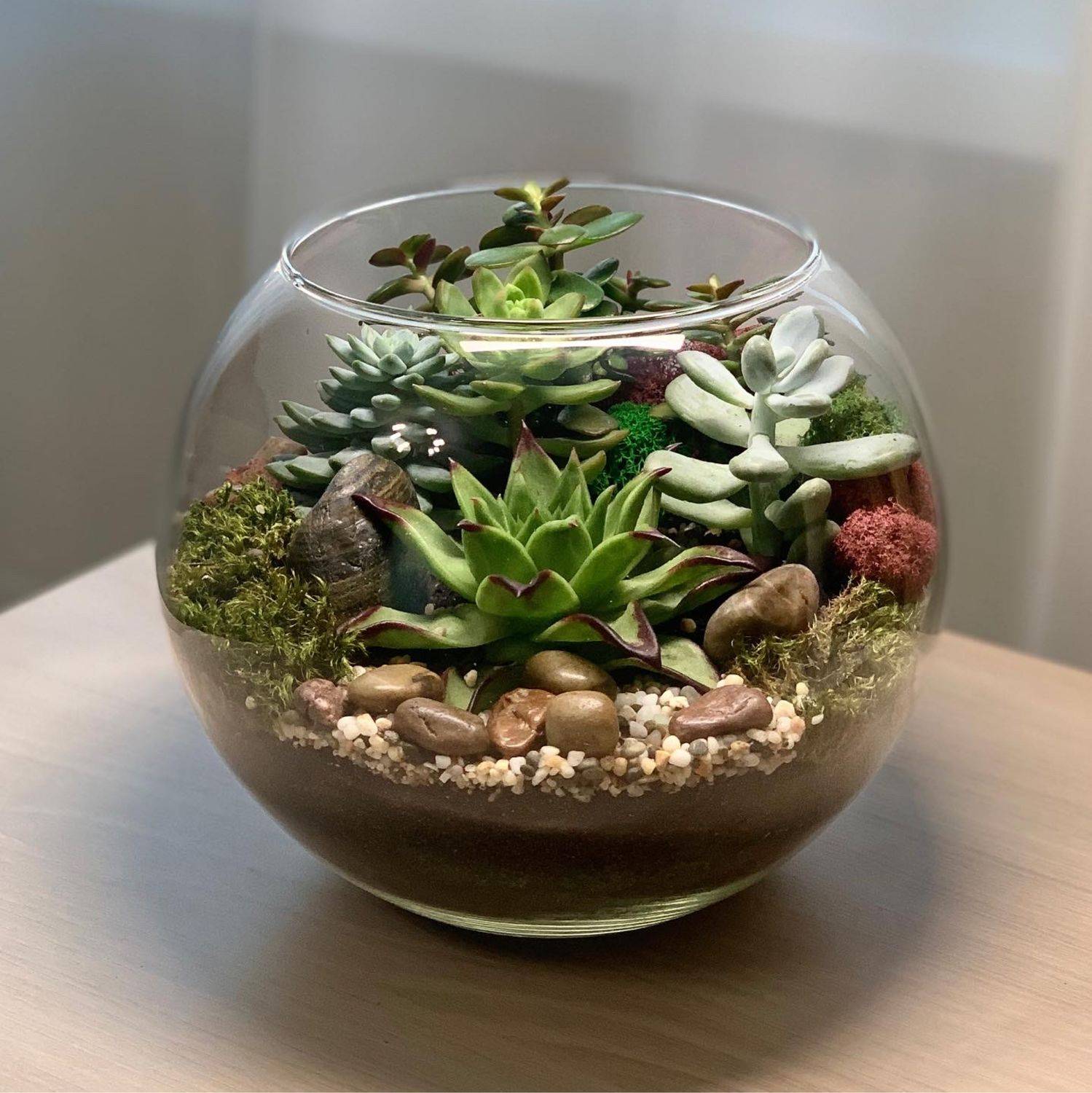 Композиции из суккулентов (34 фото): мини-садики из кактусов. как создать сад в одном горшке? как сделать новогодние композиции в стекле?