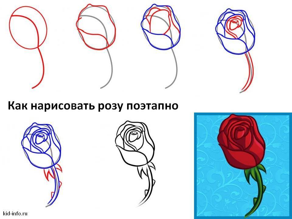 Как красиво нарисовать розу и бутон розы поэтапно карандашом для начинающих: схема. как нарисовать букет роз, вазу с розами, сердце с розой карандашом и красками? красивые рисунки цветка розы карандашом для срисовки