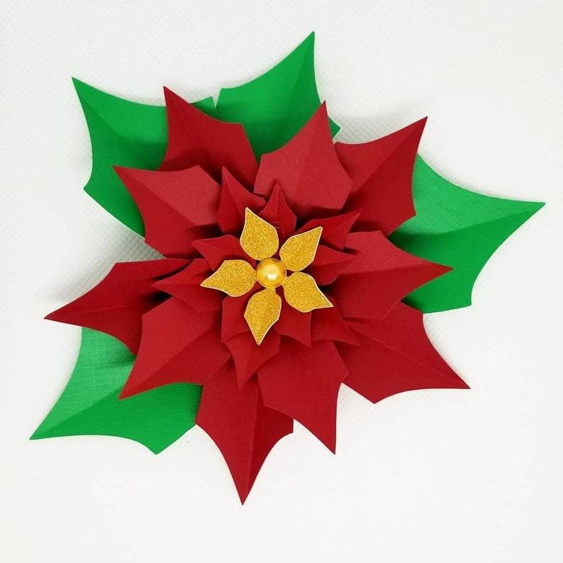 Цветок рождественская звезда (пуансеттия): уход в домашних условиях