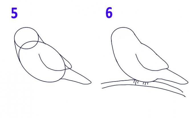 Рисуем птицу поэтапно презентация 2 класс. Рисование птиц. Рисование птиц для детей. Поэтапное рисование птиц. Поэтапное рисование птиц для детей.