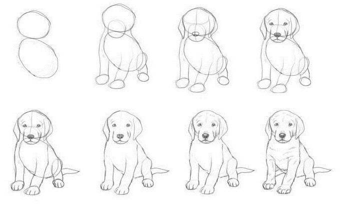 Как нарисовать морду собаки