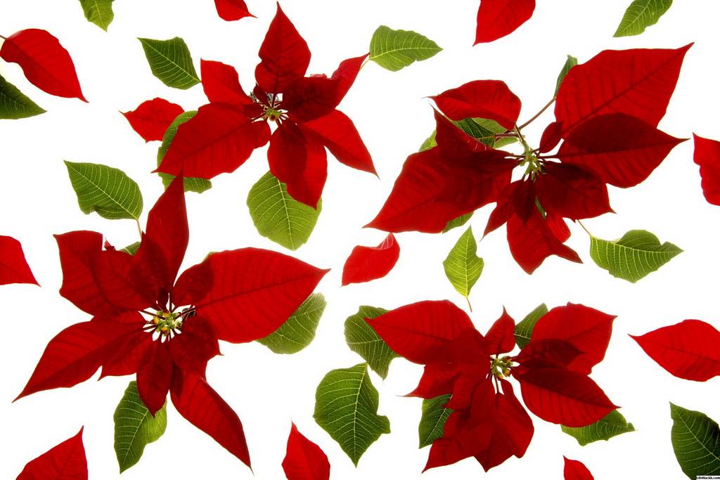 Мастер-класс по созданию волшебного цветка пуансетия "рождественская звезда"  | страна мастеров