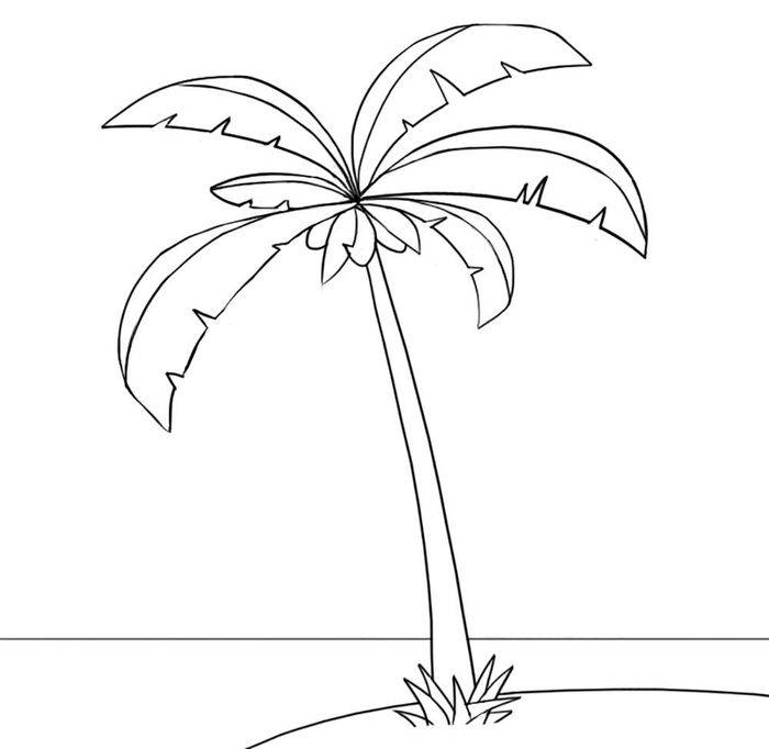 Пальма карандашом поэтапно. как нарисовать пальму карандашом поэтапно
