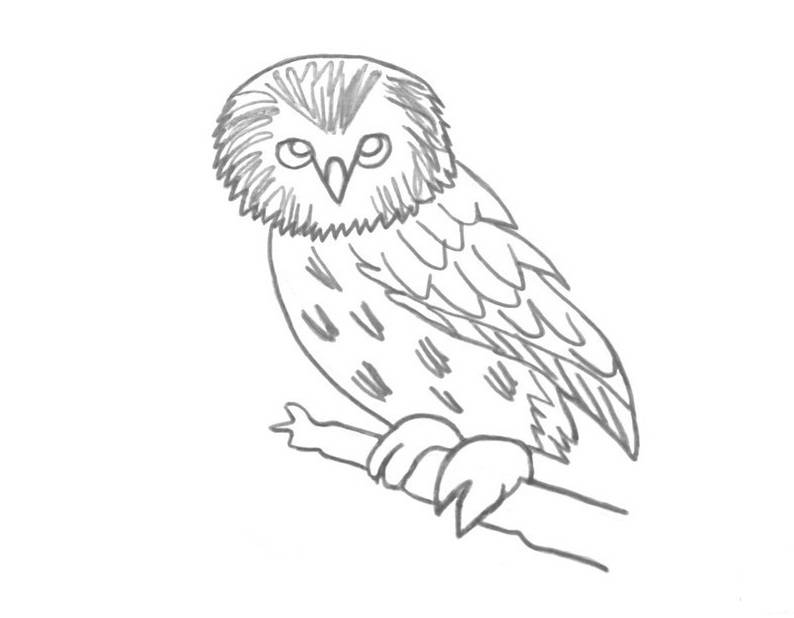 Как нарисовать сову: пошагово рисуем красками и карандашом, этапы создания красивого рисунка для начинающих