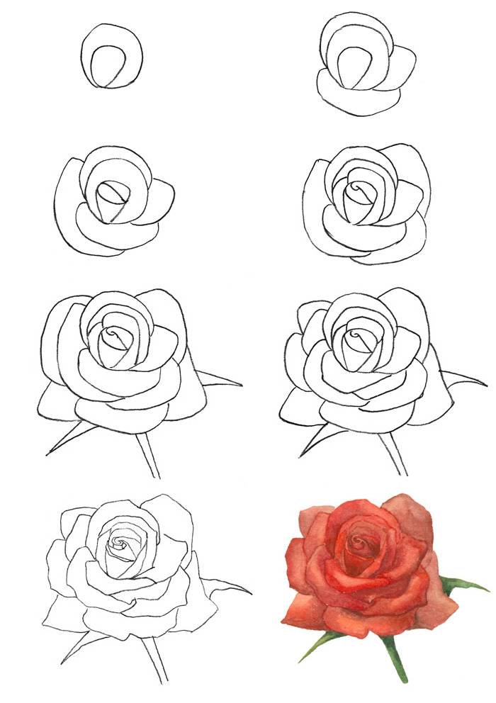 Как нарисовать розу или букет поэтапно: уроки для начинающих