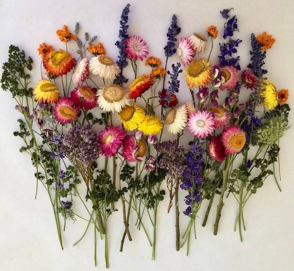 Сухоцветы: лучшее время сбора цветов и трав, все способы засушивания, композиции и букеты из сухоцветов  | крестик