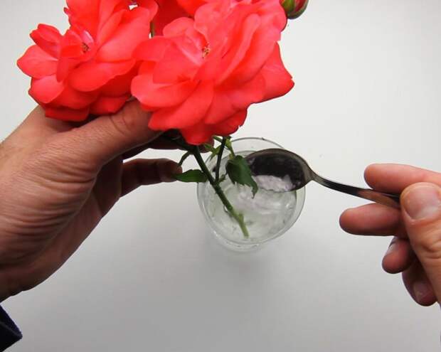 Цветы в глицерине своими руками: как сохранить жизнь свежесрезанным цветам