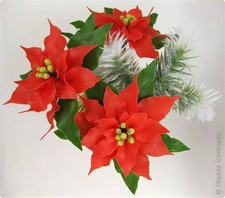 Рождественская звезда — цветок пуансеттия