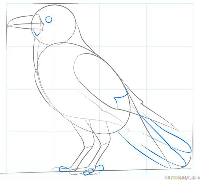 Как нарисовать грача поэтапно для детей карандашом