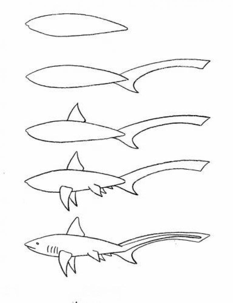 Как нарисовать акулу пошагово своими руками: учимся рисовать акулу карандашом по схемам и инструкциям для начинающих