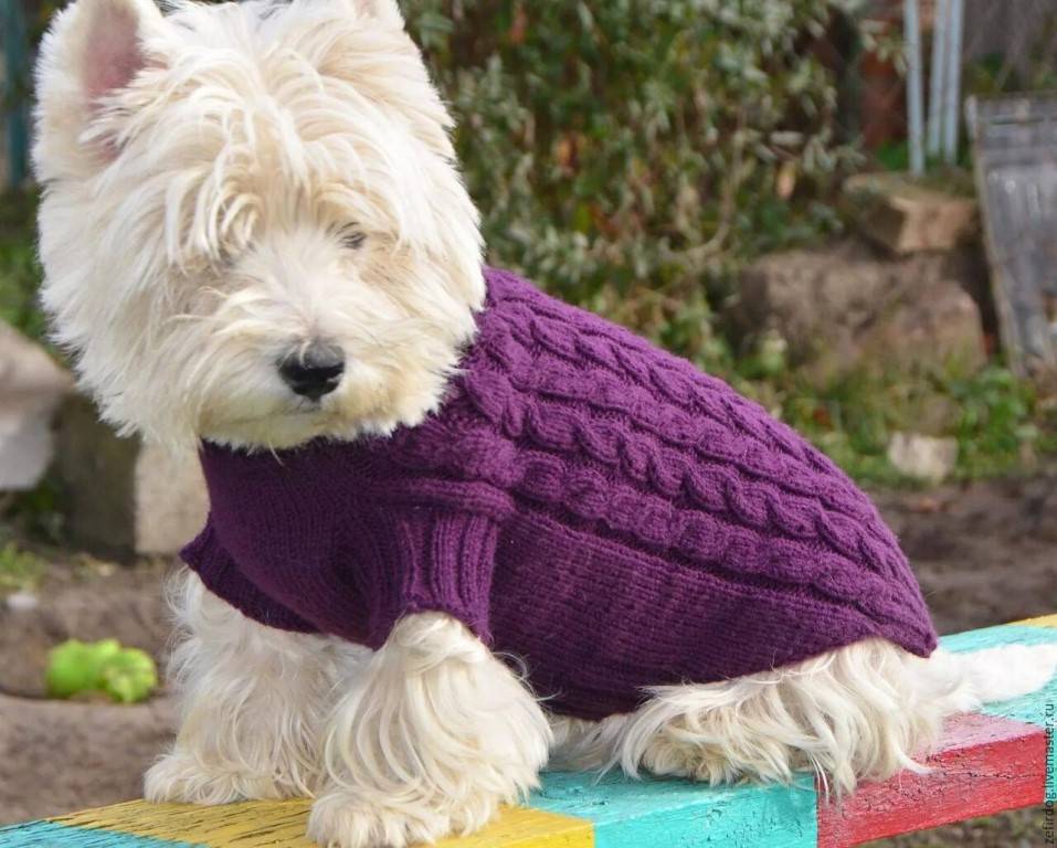 Вязаная одежда для собак своими руками: схемы, выкройки и правила для начинающих мастеров