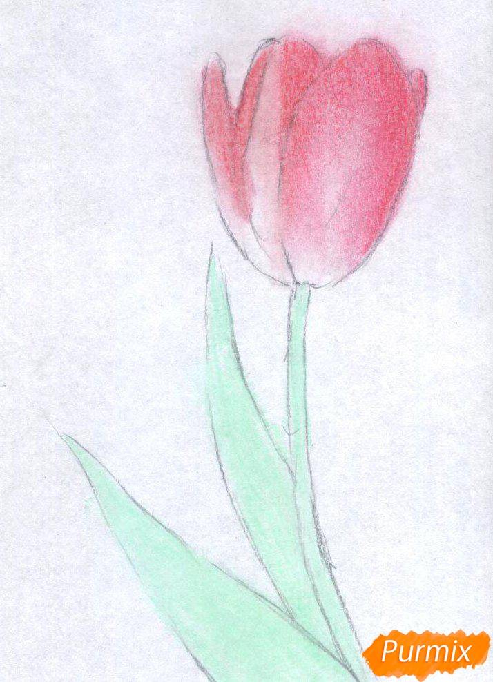 Как рисовать тюльпан карандашом поэтапно для начинающих? как нарисовать букет тюльпанов карандашом поэтапно?