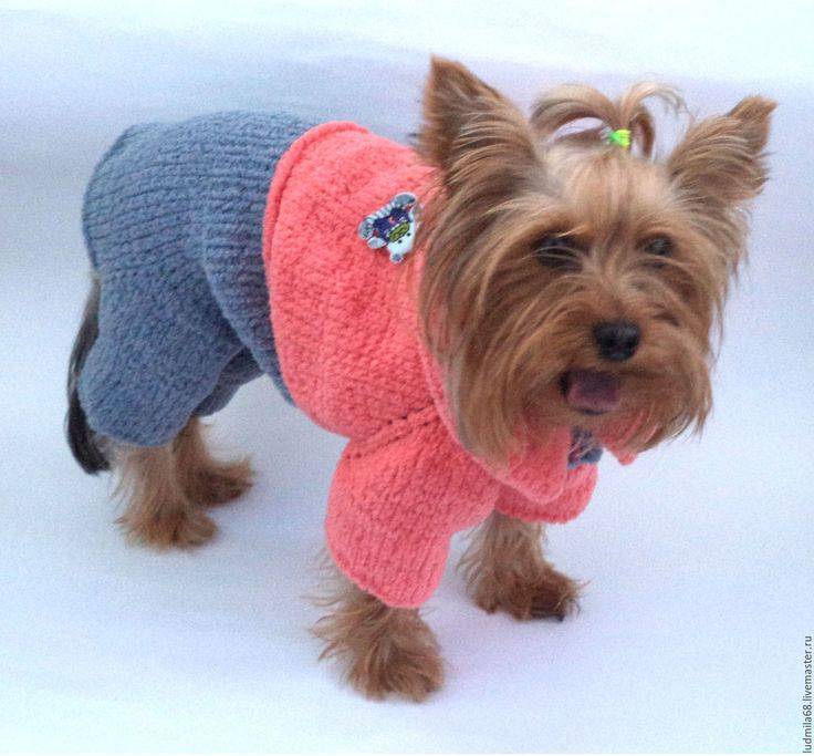 Вязание для собак: одежда спицами и крючком своими руками для начинающих, схемы, описание, модели для мелких пород