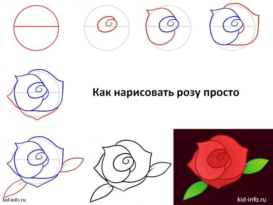 Как нарисовать красивую розу ✿ поэтапно: 14 советов для начинающих