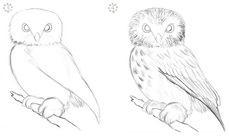 Как сделать рисунок совы поэтапно карандашом