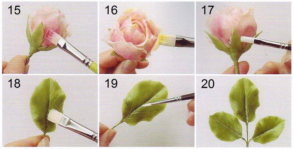 Популярные сорта роз для средней полосы (60 фото с описанием)