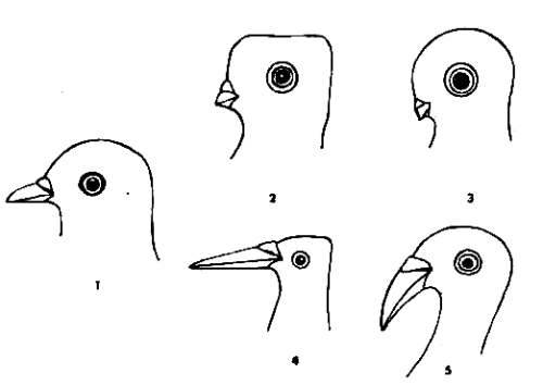 Как нарисовать птицу поэтапно карандашом