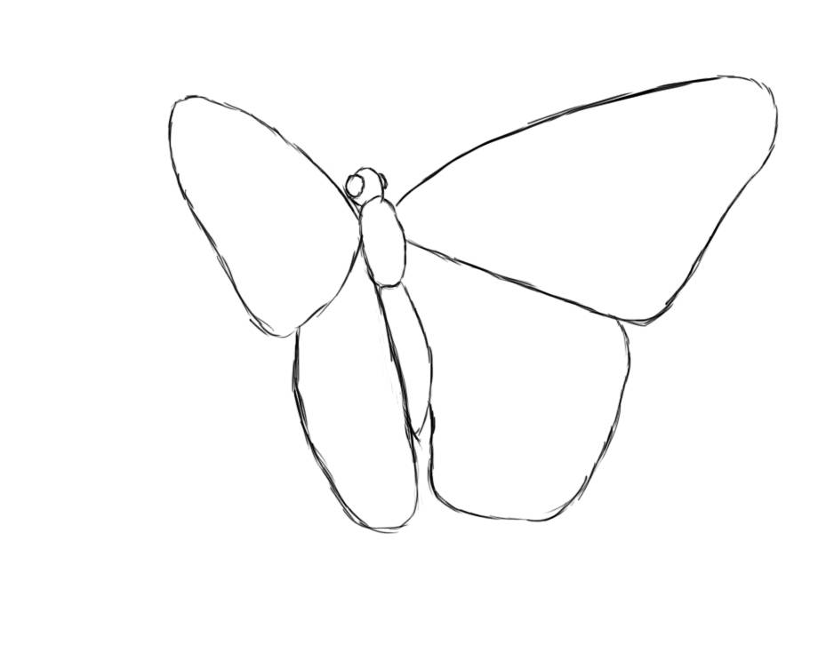 Как рисовать бабочку красиво карандашом и красками: поэтапные уроки