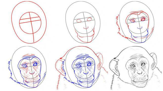 Как нарисовать обезьяну | рисунок обезьяны карандашом  поэтапно