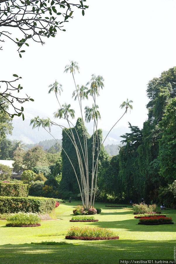 Королевский ботанический сад канди перадения, шри-ланка