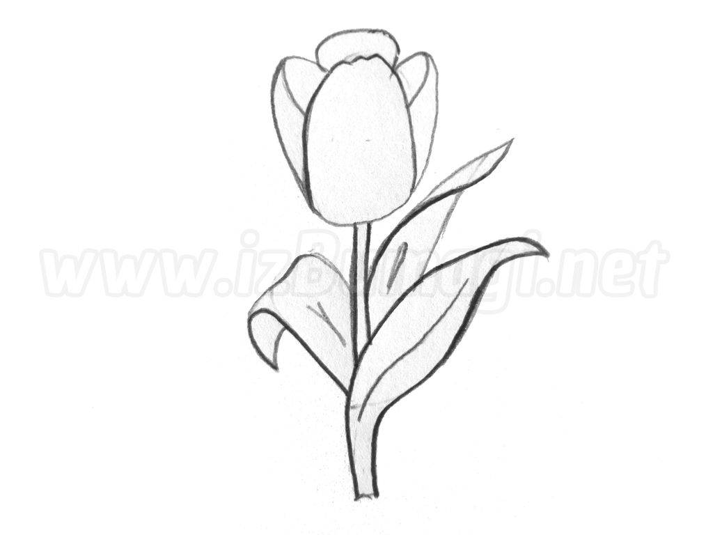 Как нарисовать тюльпаны поэтапно 10 уроков